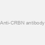 Anti-CRBN antibody